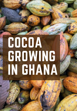 Ghana\'s Golden Harvest: The Journey of Cocoa Cultivation.